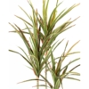 Dracaena artificiel – Image 3