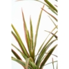 Dracaena artificiel – Image 4