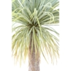 Agave géant artificiel 240 cm – Image 3