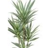 Yucca rapier artificiel 150 cm – Image 3