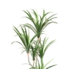 Dracaena marginata artificiel 125 cm – Image 3