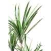 Dracaena marginata artificiel 125 cm – Image 4