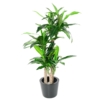 Dracaena fragrans artificiel 135 cm – Image 2