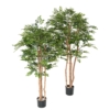 Acacia artificiel – Image 3