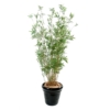 Bambou multi oriental artificiel – Image 2