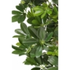 Schefflera artificiel vert 150 cm – Image 2
