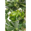 Schefflera artificiel vert 150 cm – Image 3