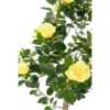 Rosier royal artificiel jaune 100 cm – Image 2