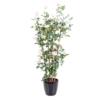 Rosier royal palissade artificiel blanc 160 cm – Image 2
