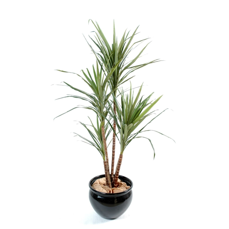 Dracaena marginata artificiel