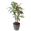 Dracaena fragrans artificiel
