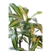 Dracaena fragrans artificiel – Image 2