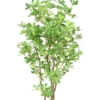 Pittosporum artificiel 150 cm – Image 5