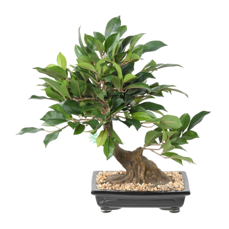 Ficus en coupe artificiel