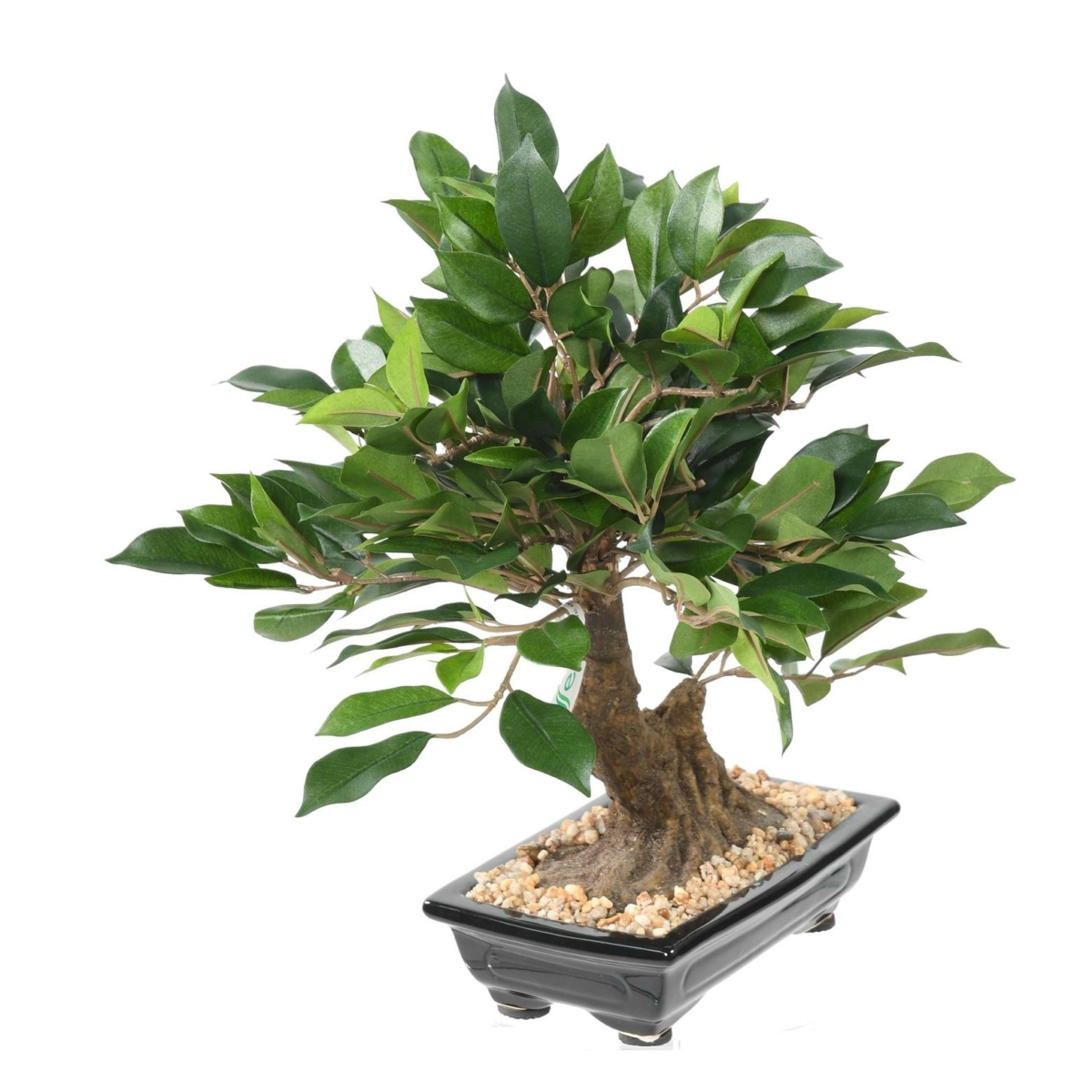 Ficus en coupe artificiel – Image 2