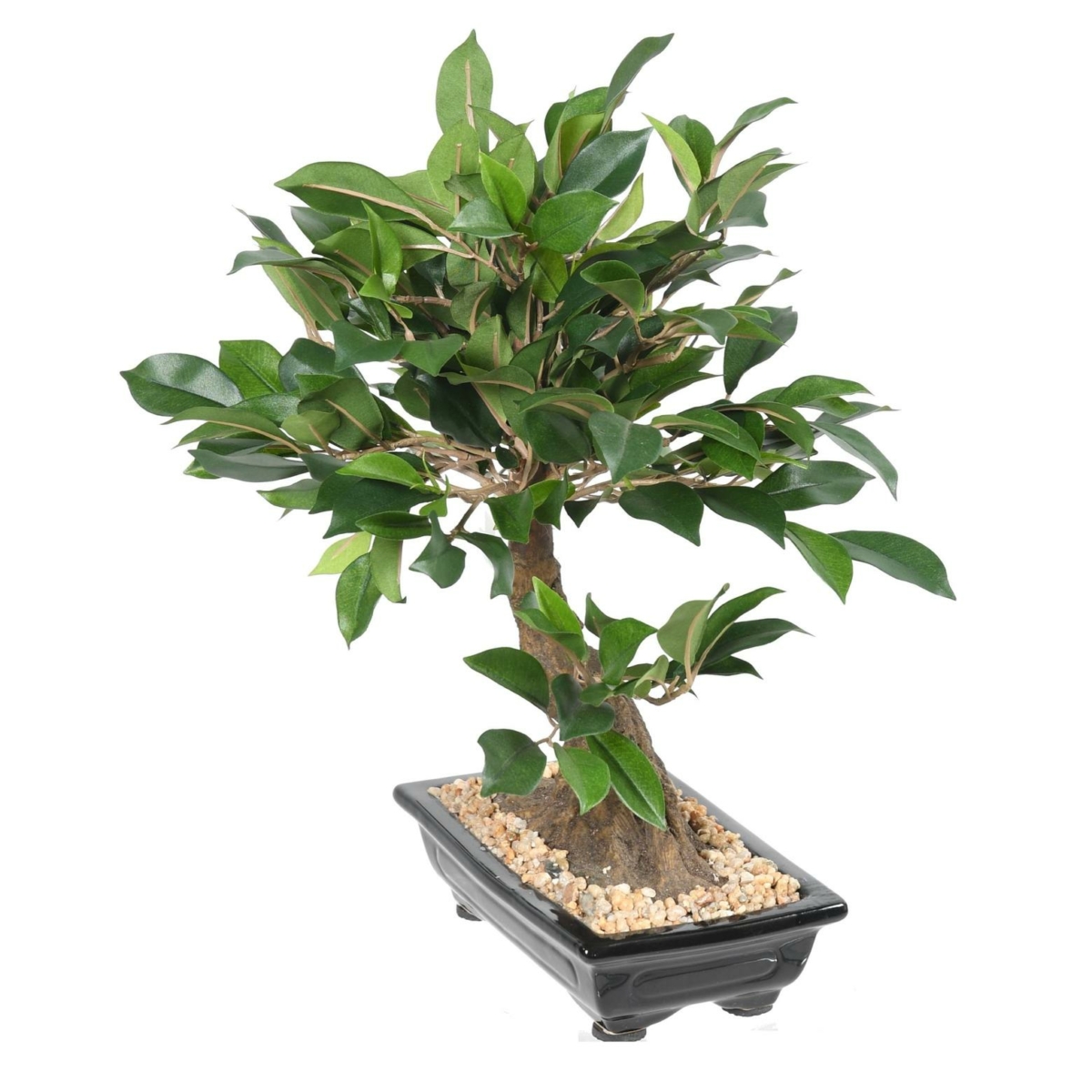 Ficus en coupe artificiel – Image 3