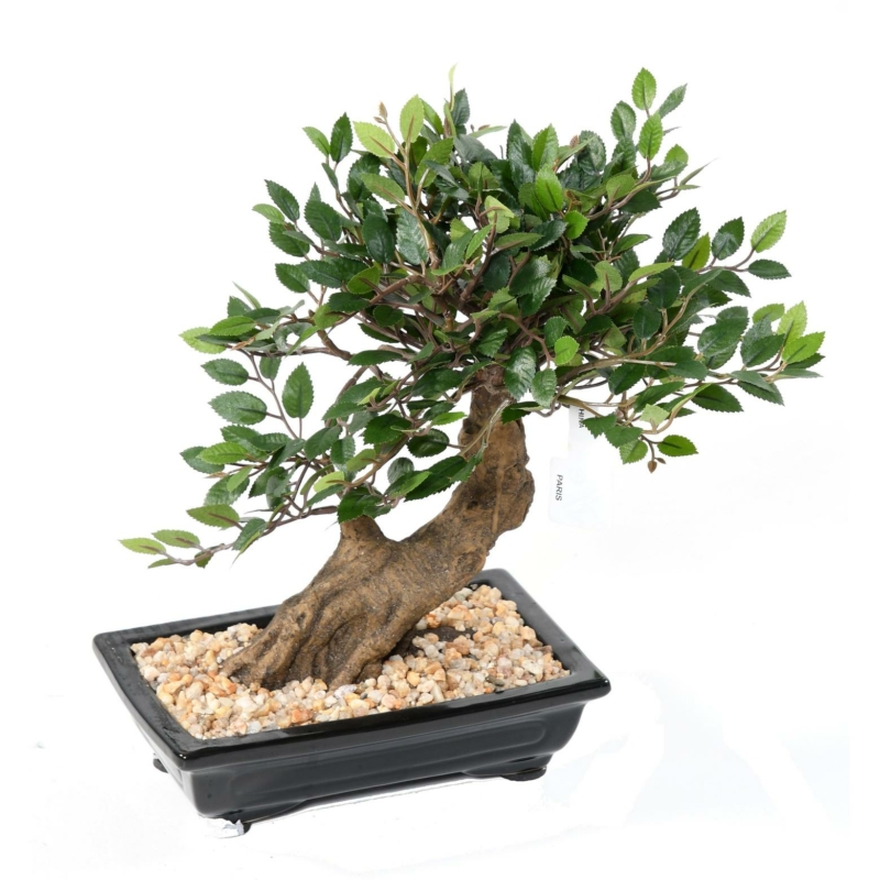 Bonsaï orme en coupe gravier artificiel