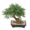 Bonsaï juniperus en coupe artificiel