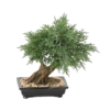 Bonsaï juniperus en coupe artificiel – Image 2