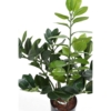 Zamia artificiel – Image 3