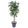 Glycine multi artificiel crème 110 cm