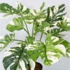 Philodendron géant artificiel vert et blanc 75 cm – Image 3