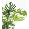 Philodendron géant artificiel vert et blanc 75 cm – Image 6