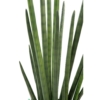 Sansevieria cylindrica artificiel 90 cm – Image 2
