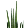 Sansevieria cylindrica artificiel 90 cm – Image 3