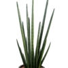 Sansevieria cylindrica artificiel 90 cm – Image 4