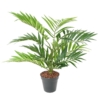 Chamaedorea artificiel – Image 4