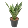 Sansevieria piquet artificiel 35 cm