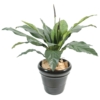 Anthurium artificiel