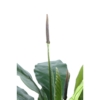 Anthurium artificiel – Image 4