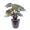 Syngonium podophyllum artificiel 55 cm