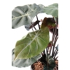 Syngonium podophyllum artificiel 55 cm – Image 2