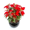 Poinsettia artificiel rouge 40 cm