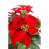 Poinsettia artificiel rouge 40 cm – Image 2