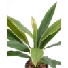 Dracaena cordyline artificiel vert et jaune 60 cm – Image 2