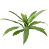 Asplenium artificiel – Image 2