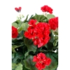 Géranium artificiel rouge 35 cm – Image 2