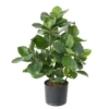 Clusia artificiel