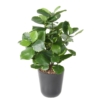 Clusia artificiel – Image 2