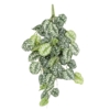 Scindapsus artificiel