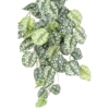 Scindapsus artificiel – Image 2