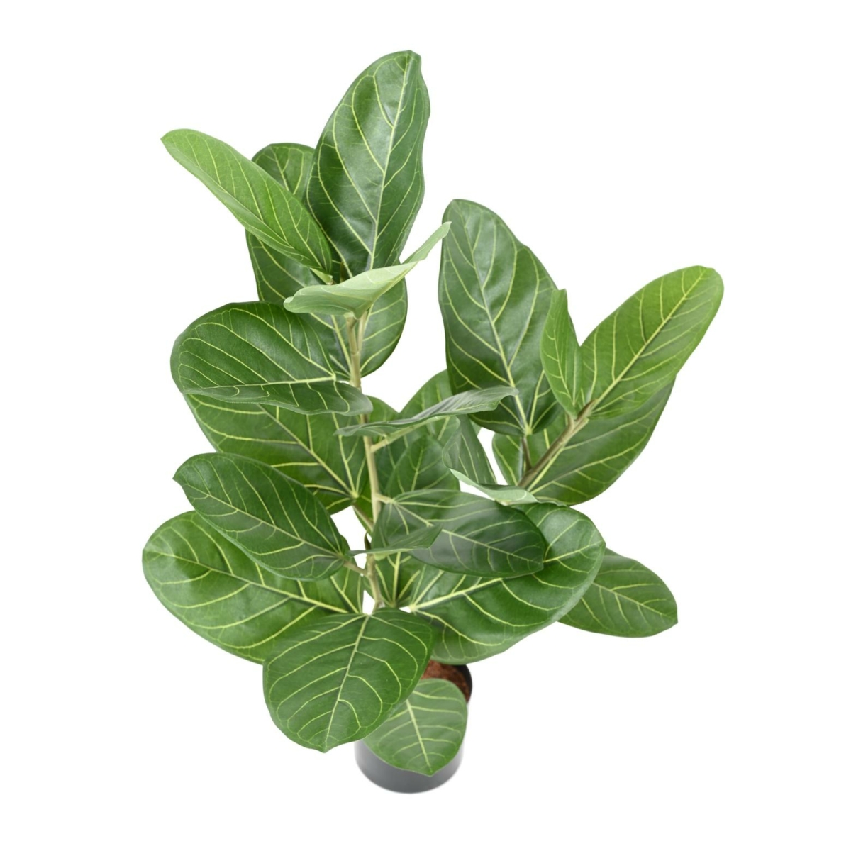 Ficus audrey artificiel 62 cm – Image 4