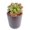 Succulente artificiel 19 cm