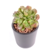 Succulente artificiel 19 cm – Image 2
