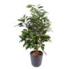 Ficus natasja artificiel 60 cm