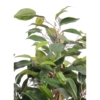Ficus natasja artificiel 60 cm – Image 3